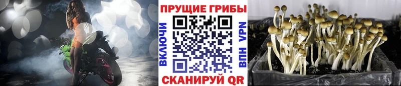 Галлюциногенные грибы прущие грибы  где продают   Дрезна 
